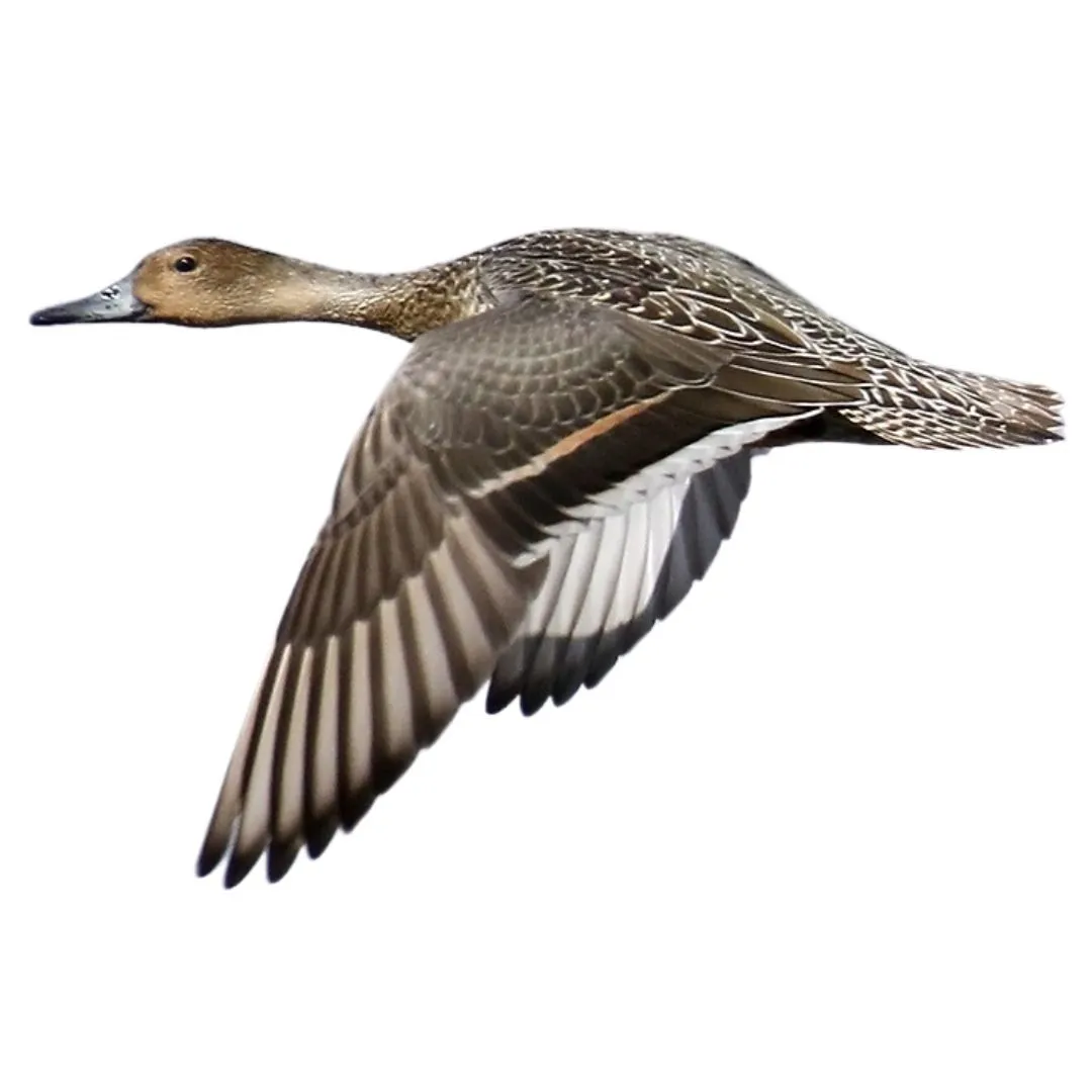 Pintail hen primary (1)