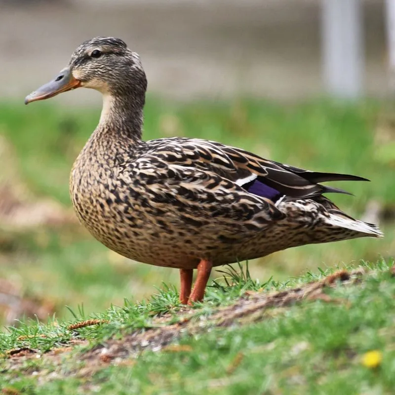 Mallard hen standing on grass, showing mottled brown plumage and an orange-and-black bill