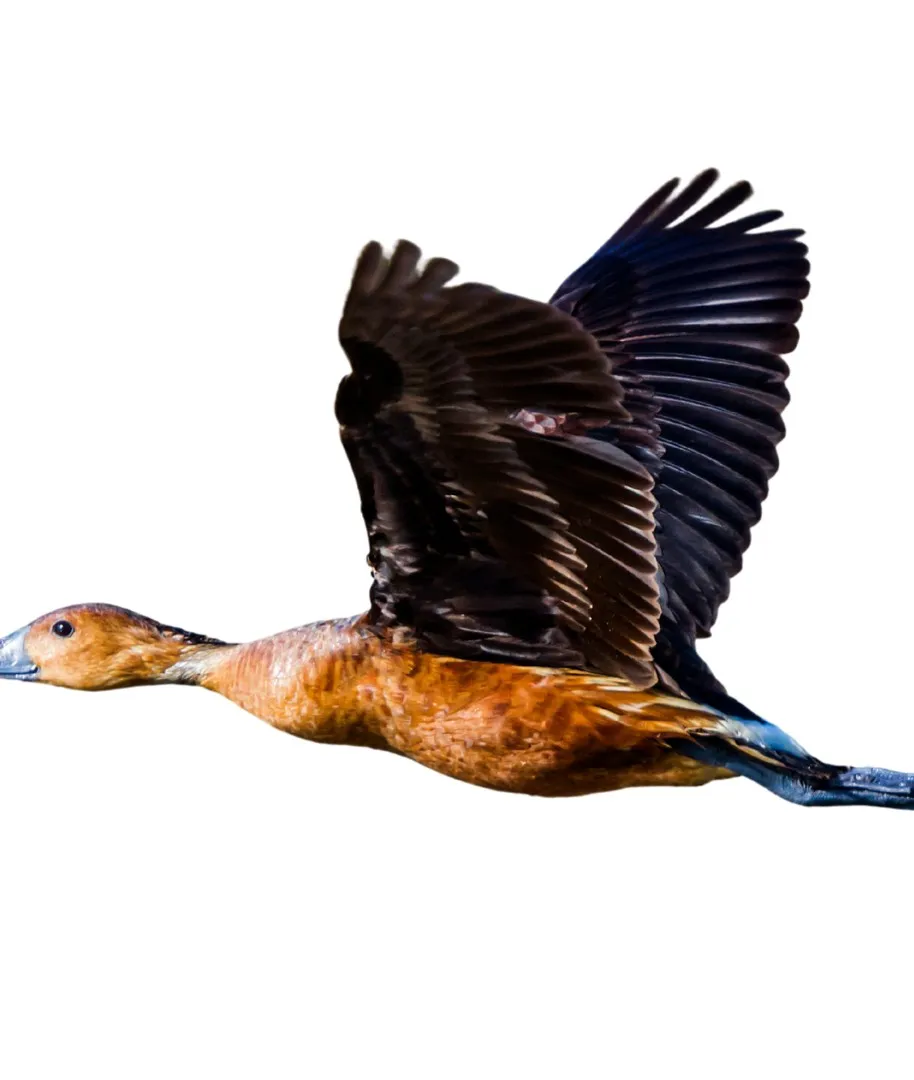 Whistling duck fulvous primary
