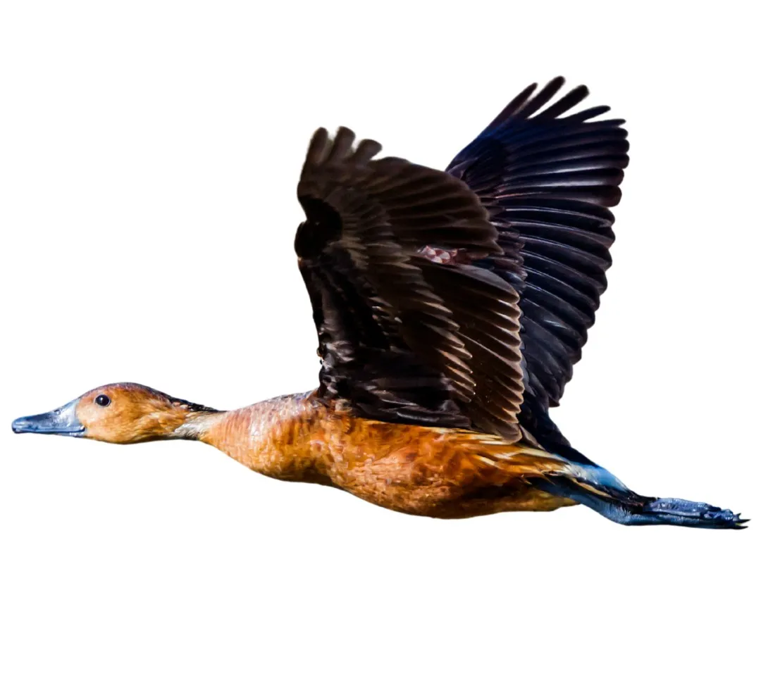 Whistling duck fulvous primary