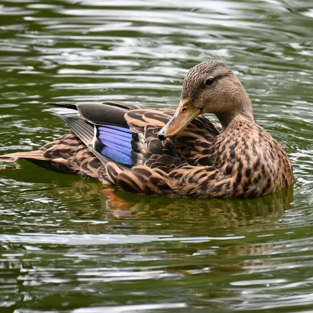 Mexican duck hen swimming