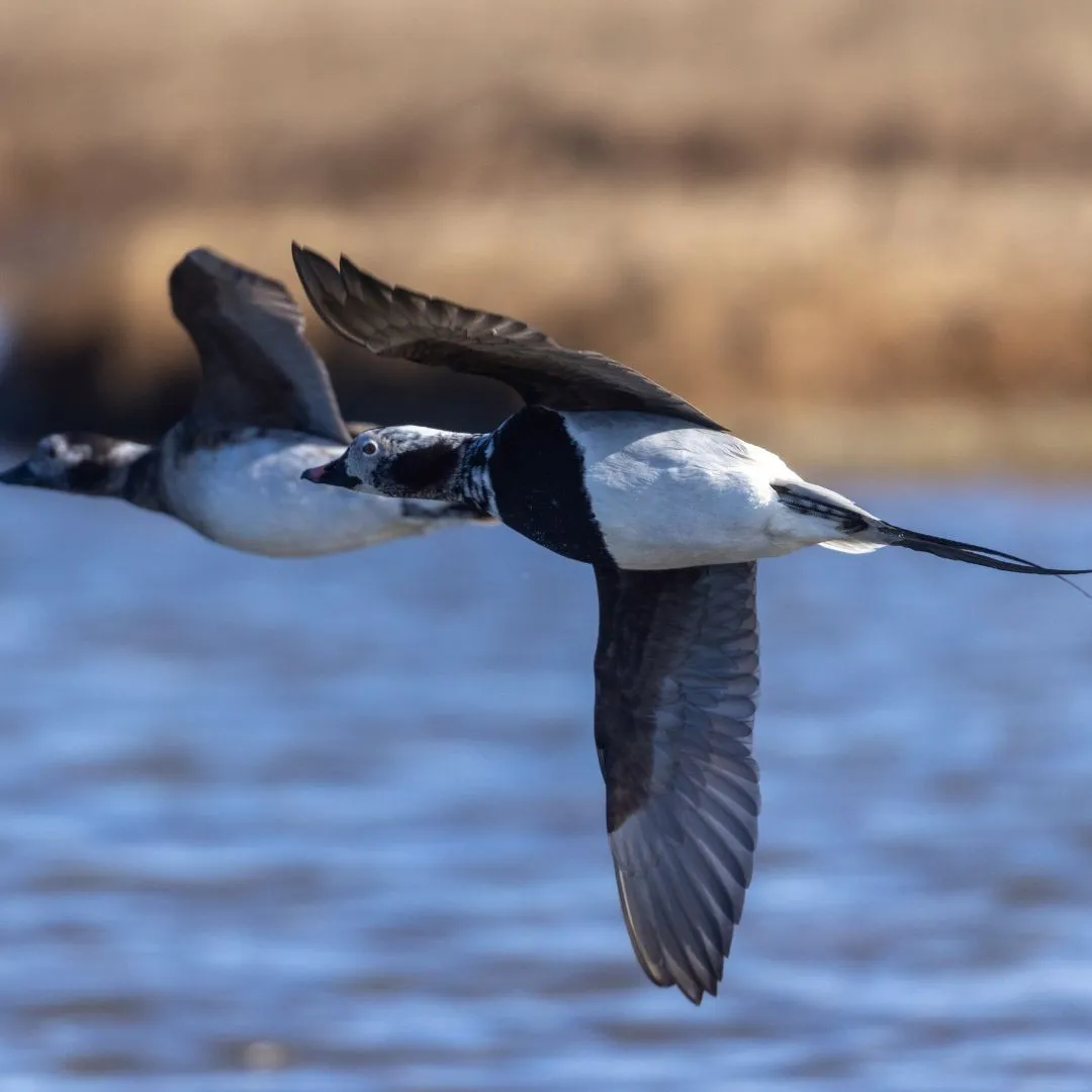 Long tailed duck pair
