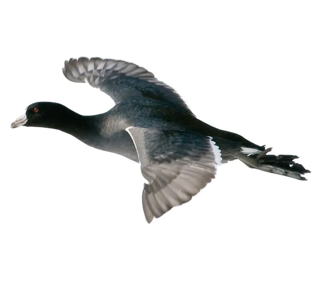 Coot primary