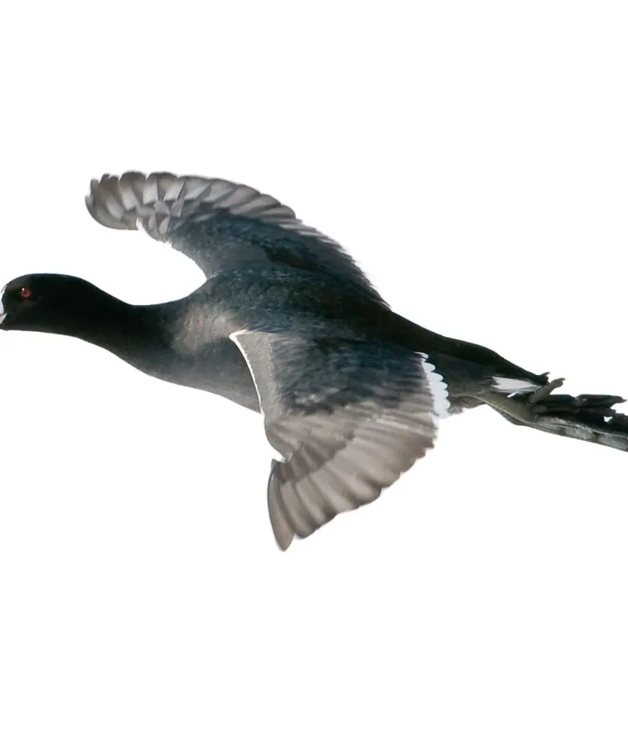 Coot primary