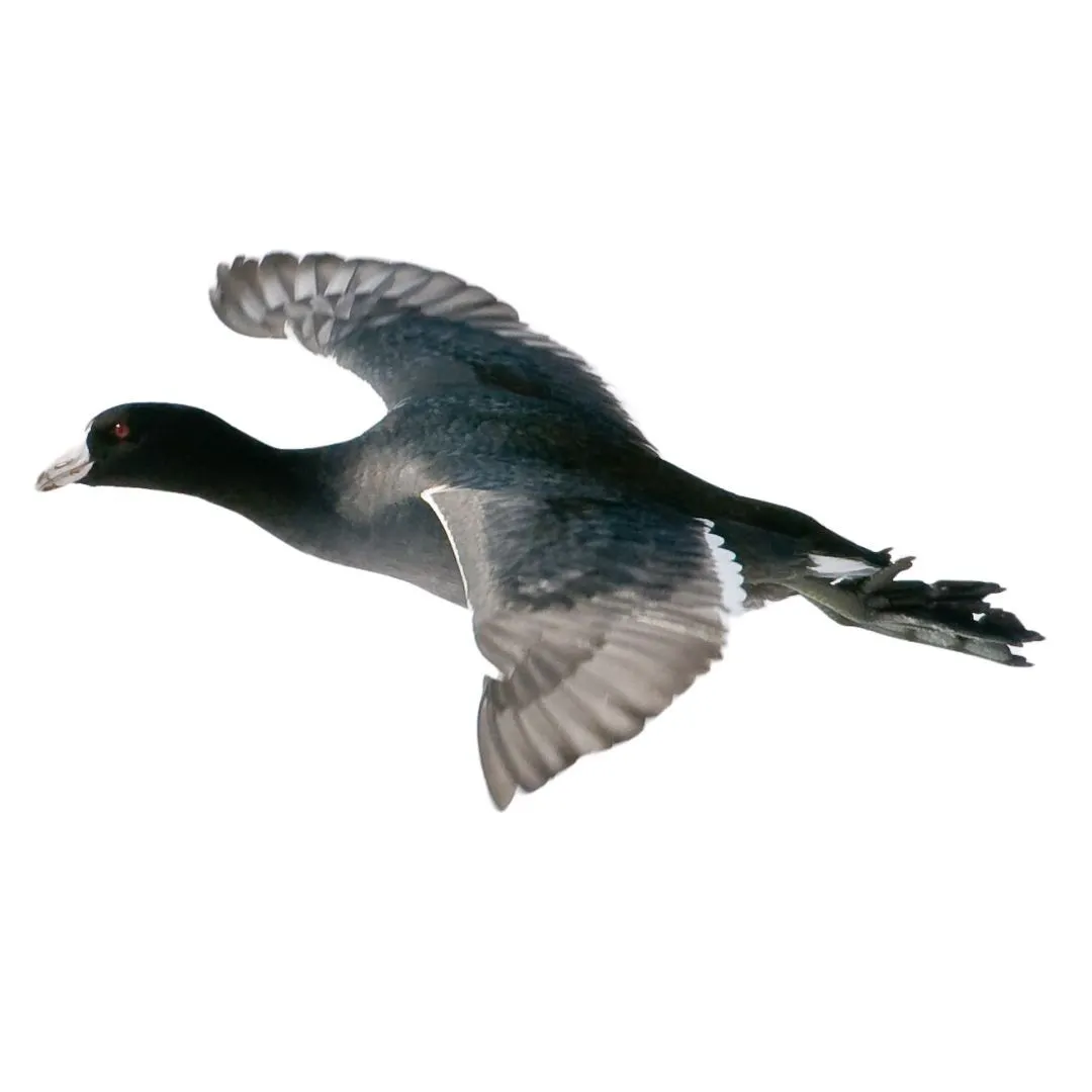 Coot primary