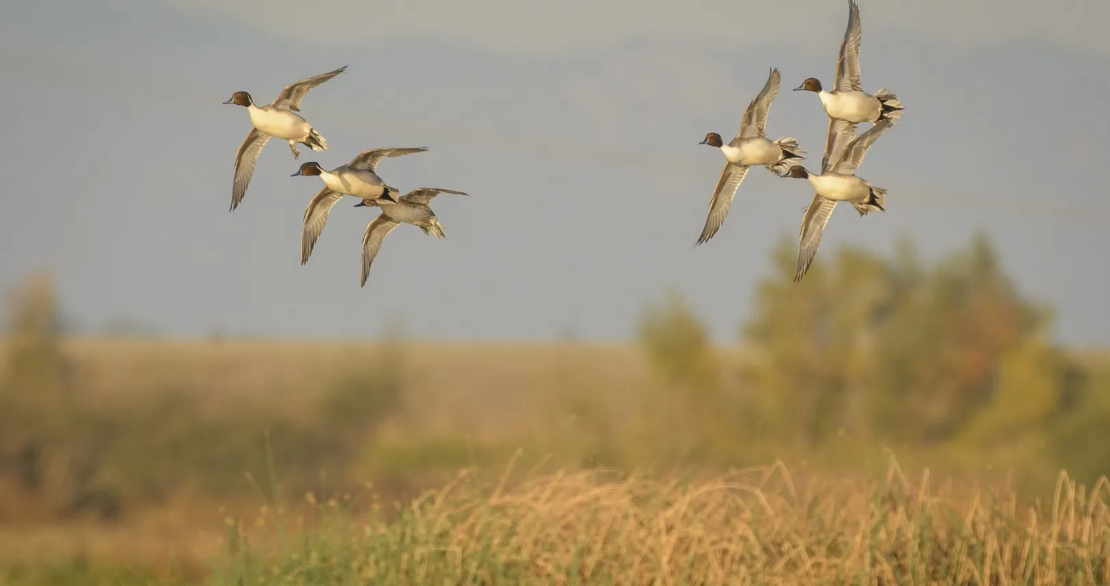 Northern Pintails in flight over marsh grass, the drakes showing long tail feathers