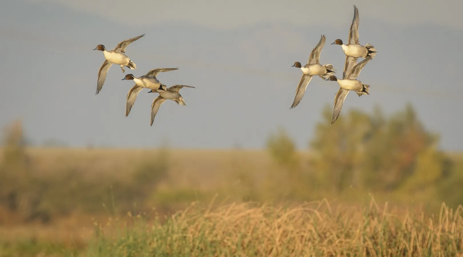 Northern Pintails in flight over marsh grass, the drakes showing long tail feathers