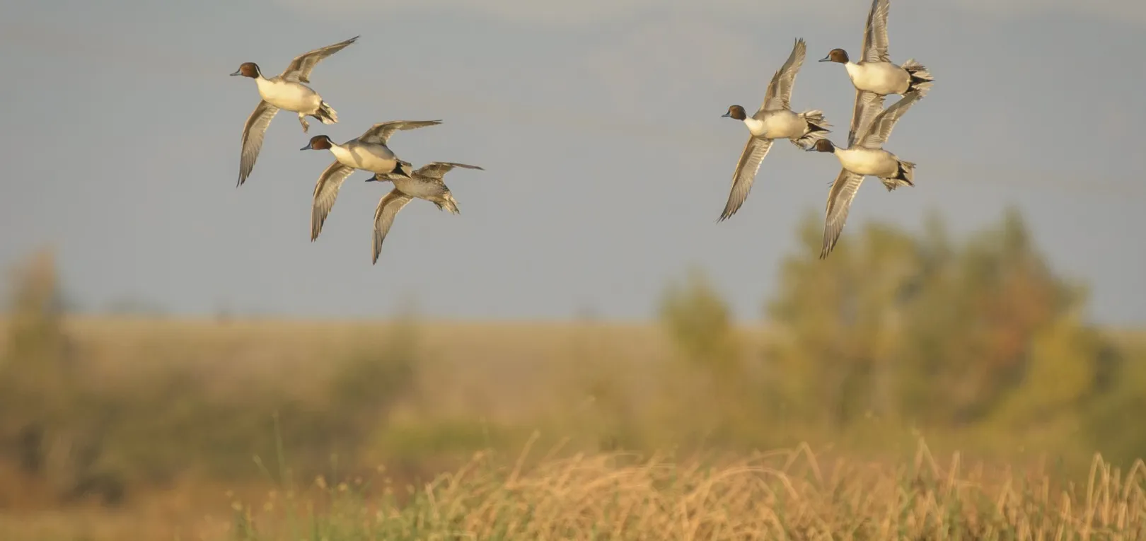 Northern Pintails in flight over marsh grass, the drakes showing long tail feathers