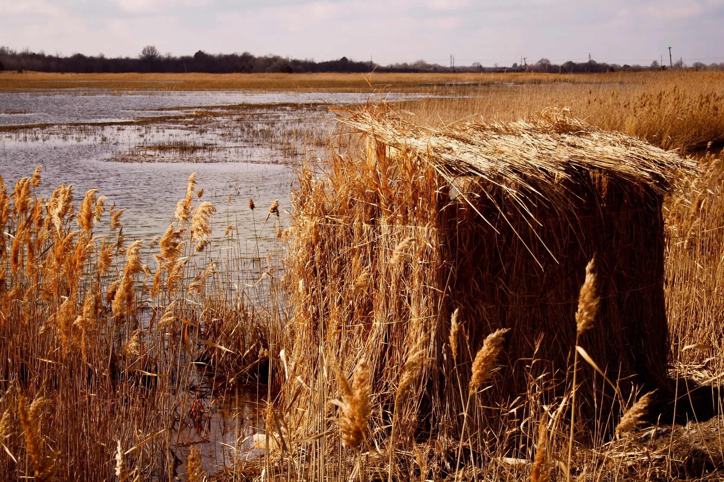 Duck blind built from reeds on the edge of an open marsh