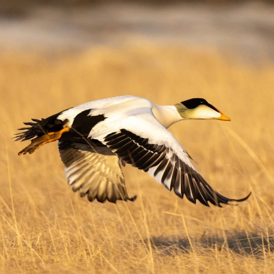 Common eider drake 2