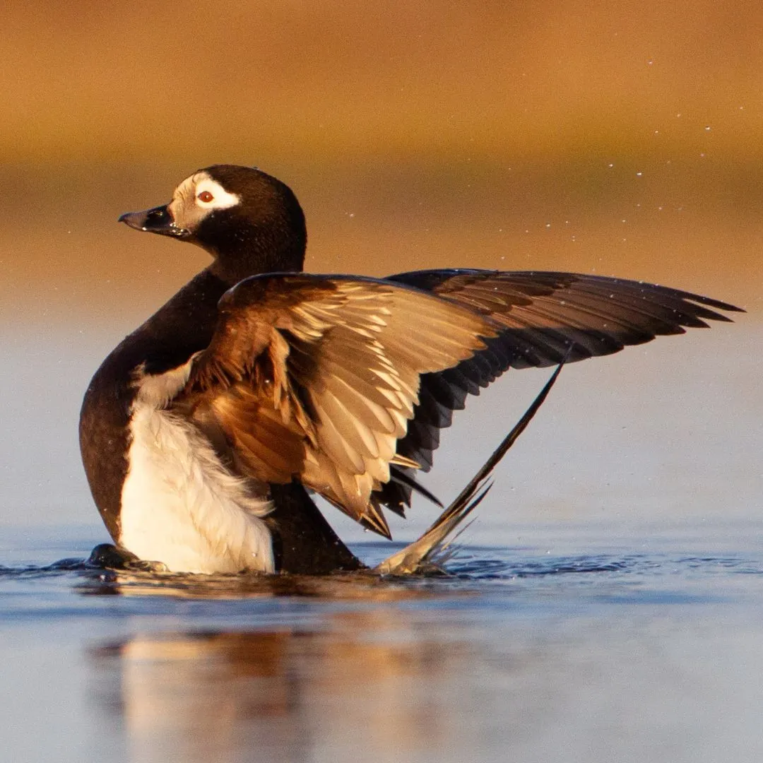 Long tailed duck drake