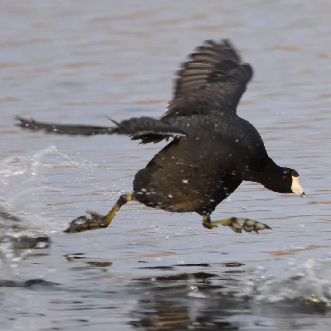 Coot 5