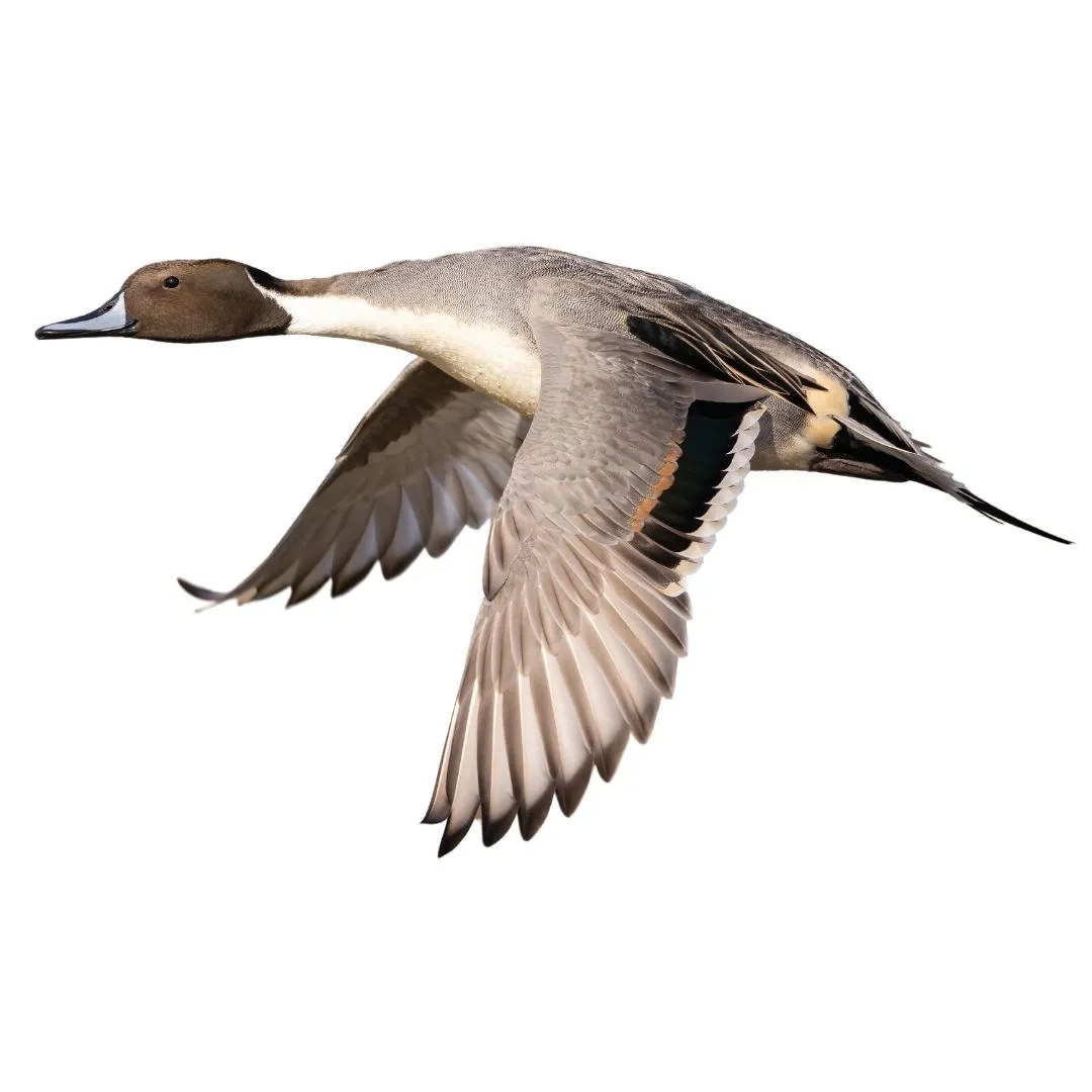 Pintail drake primary (1)