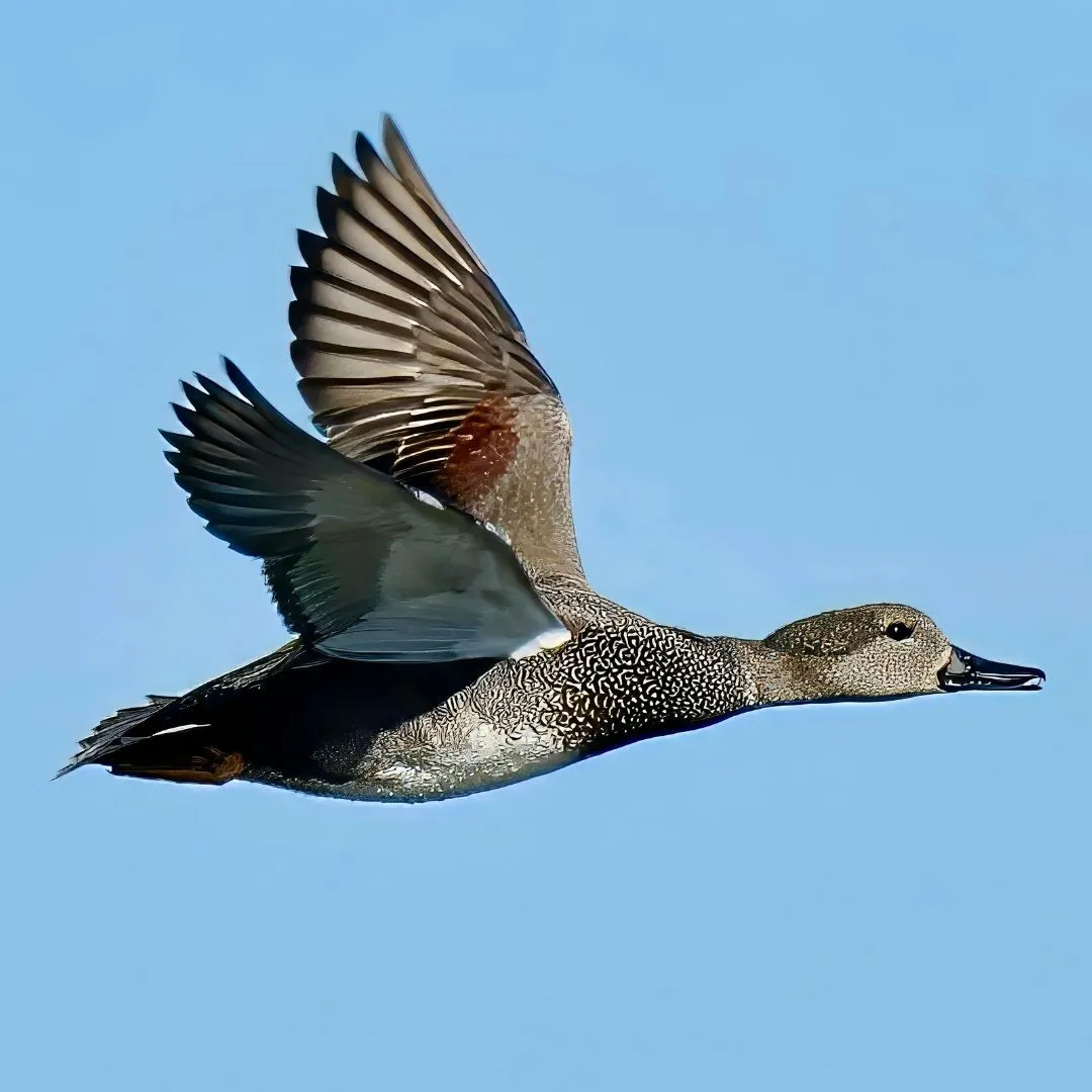 Gadwall drake duck 3