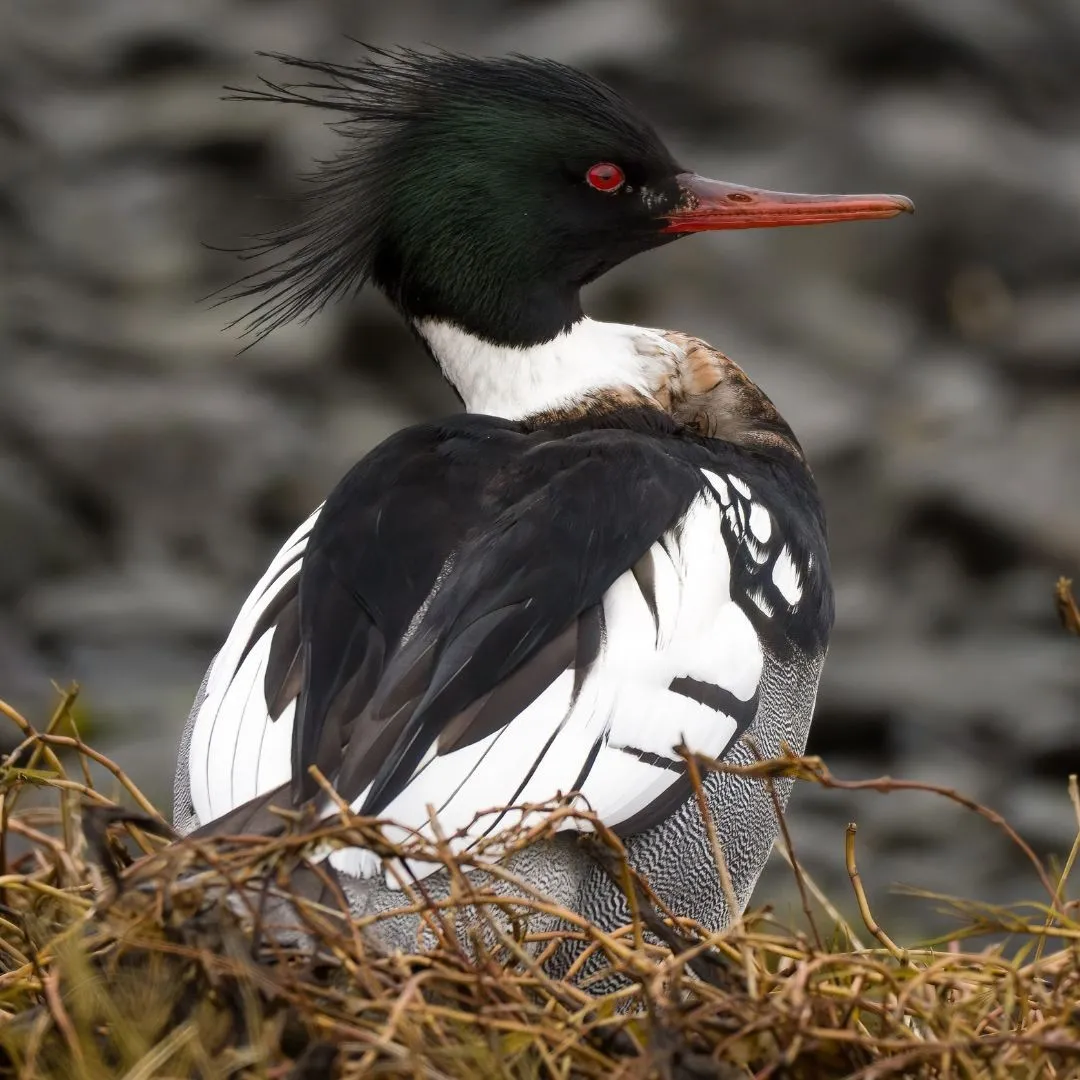 Red breasted merganser drake3