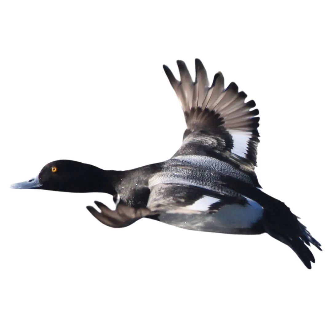 Scaup drake primary
