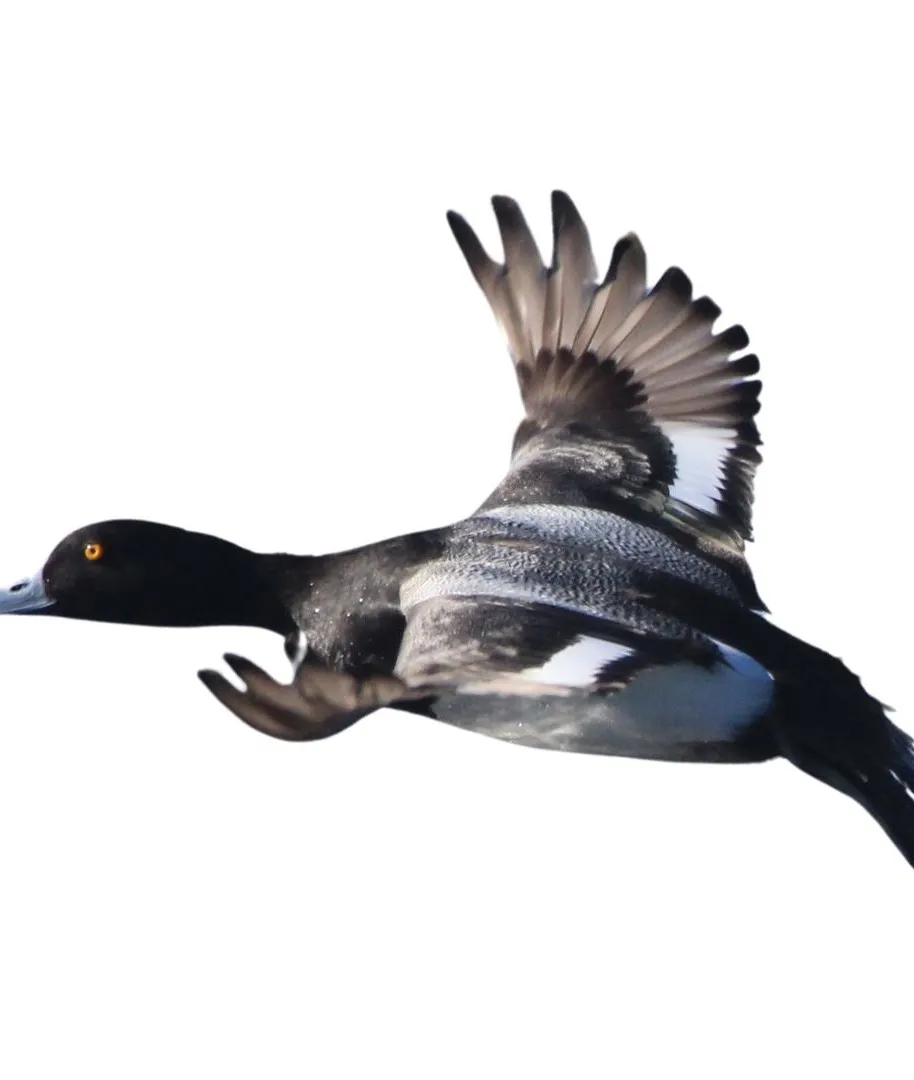Scaup drake primary