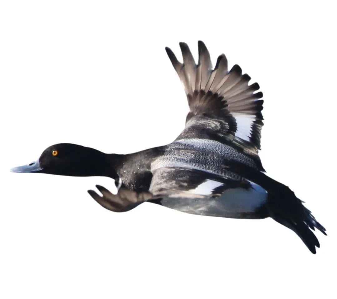 Scaup drake primary