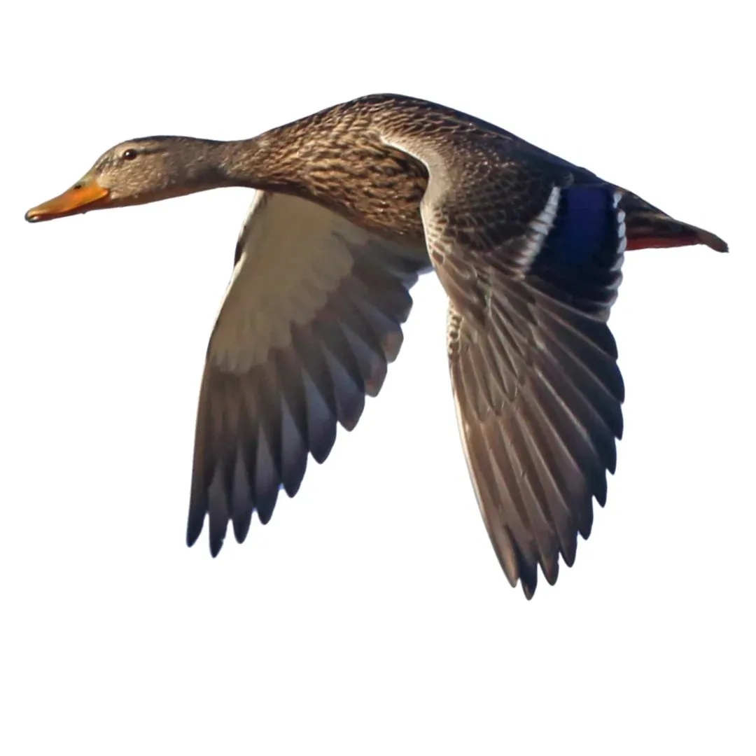 Mexican duck hen primary
