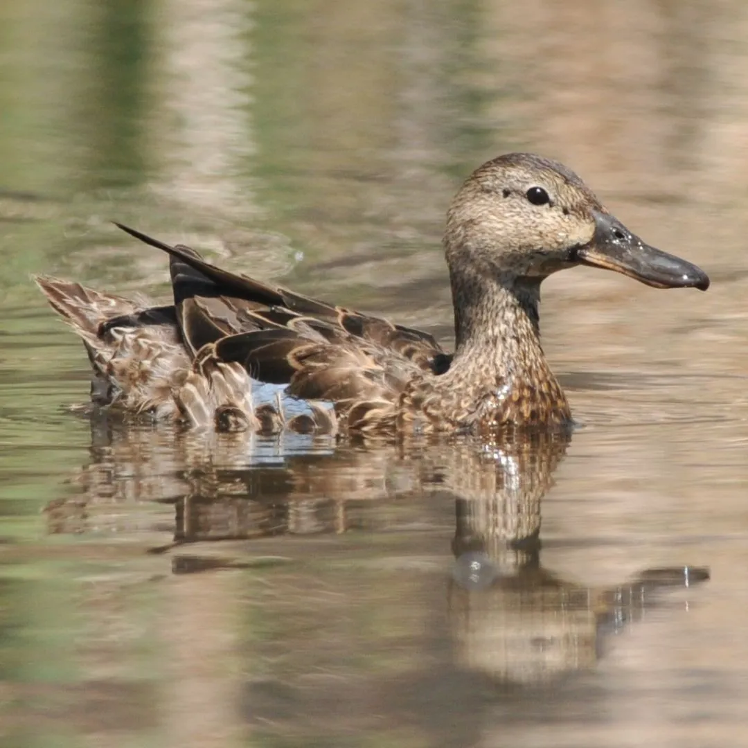 Cinnamon teal hen 1