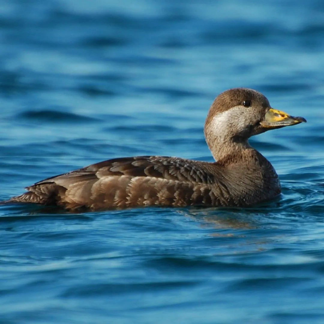 Black scoter hen