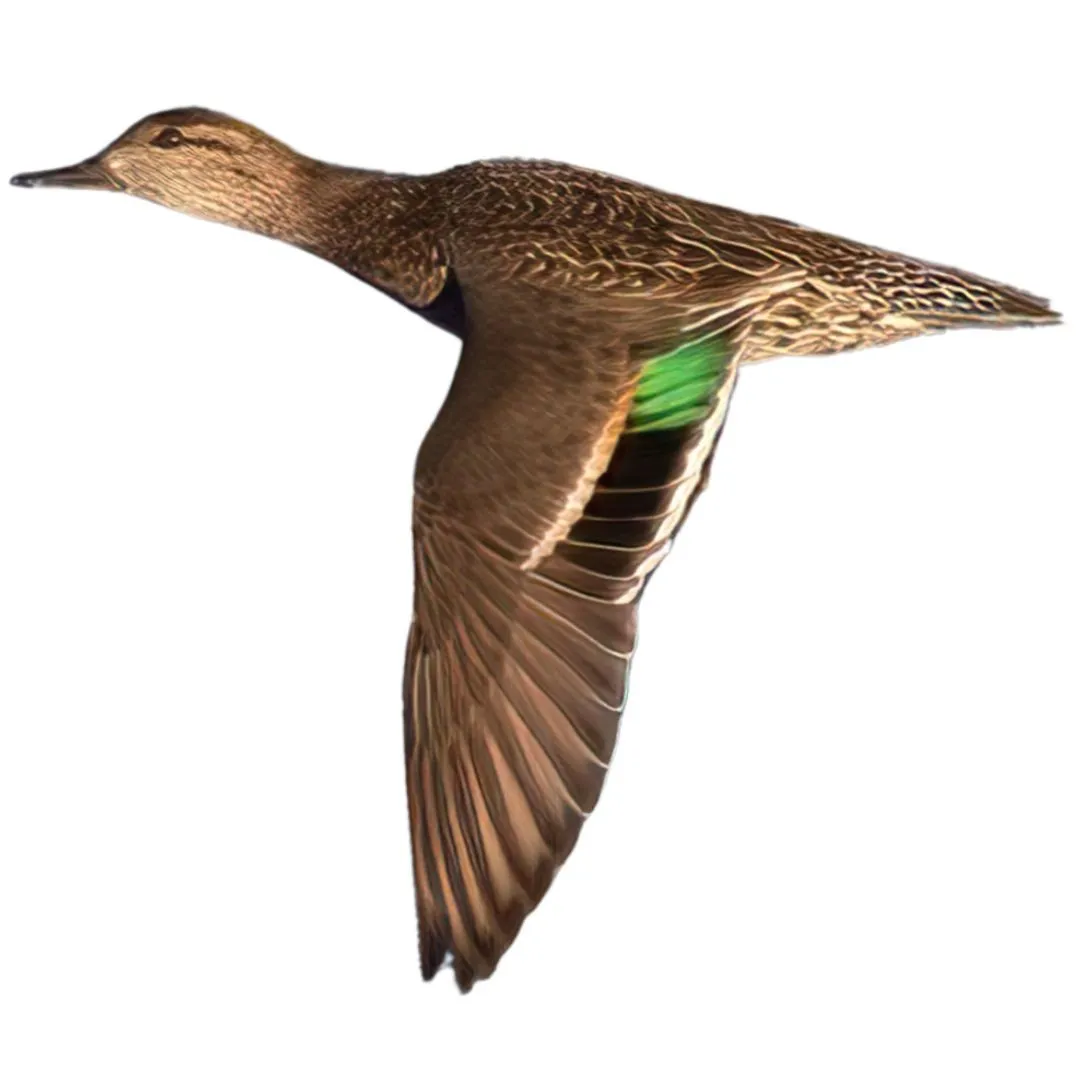 Green winged teal hen primary v2
