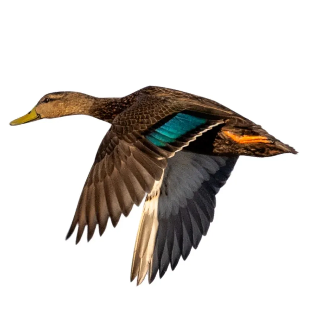 Mottled duck drake primary