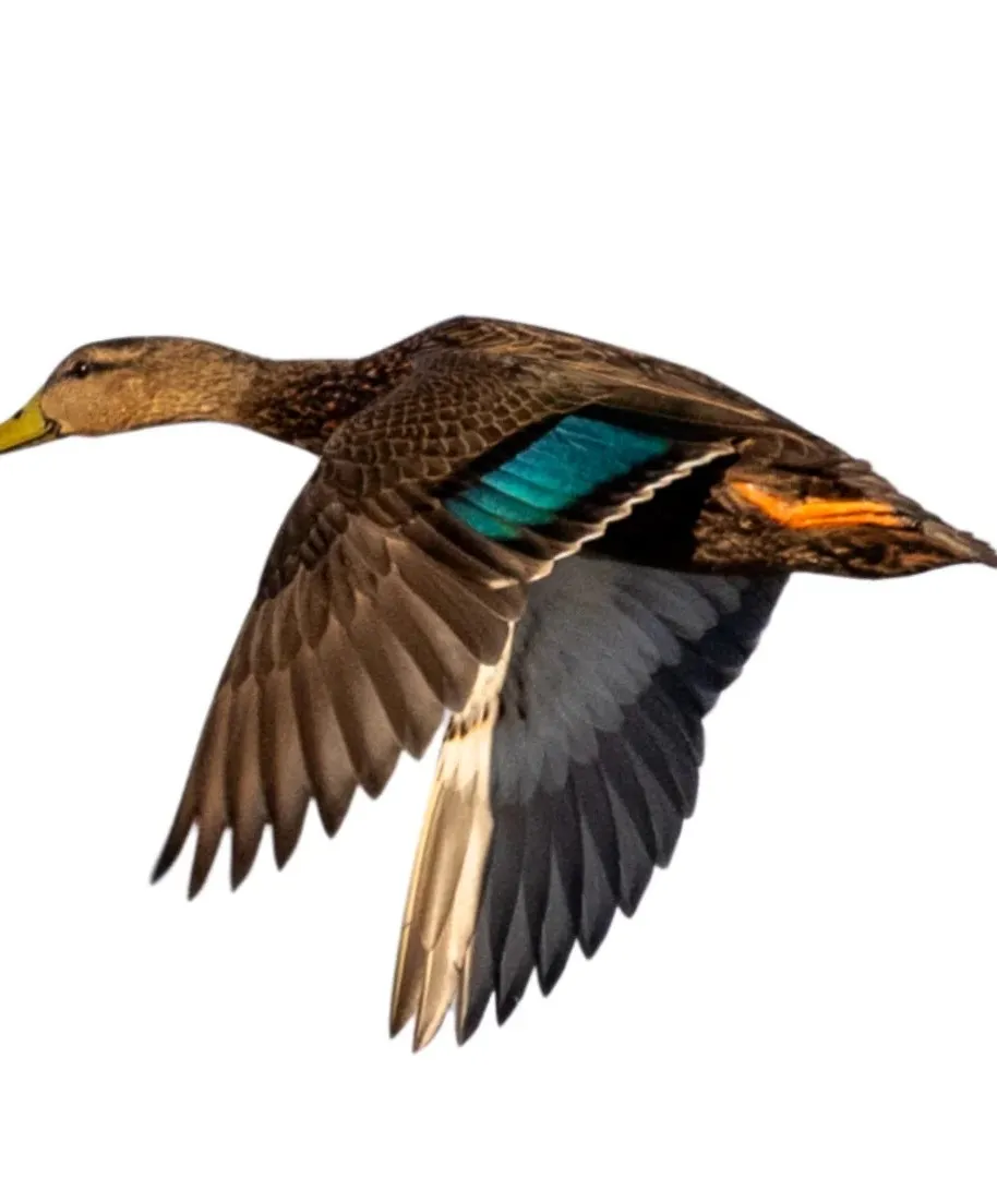 Mottled duck drake primary