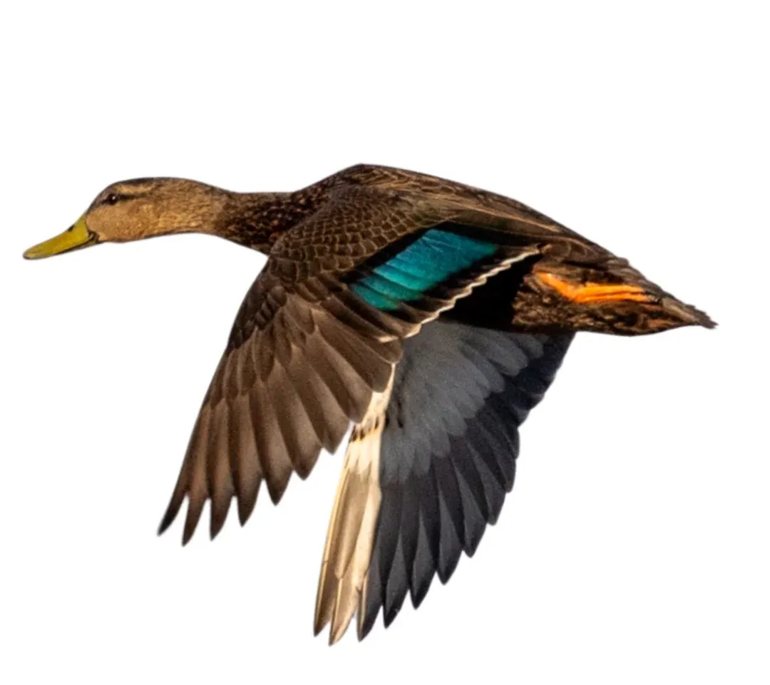 Mottled duck drake primary