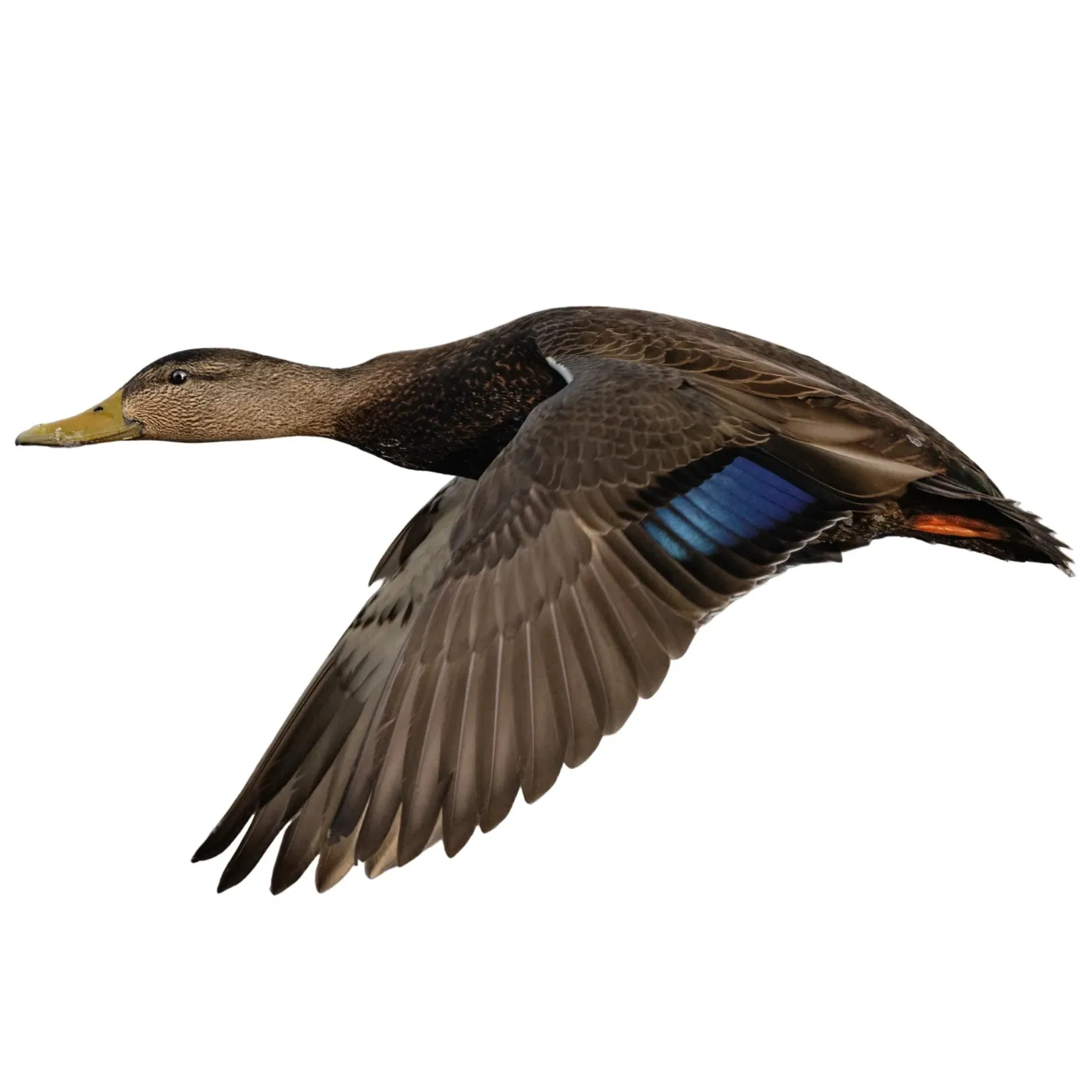black duck identification