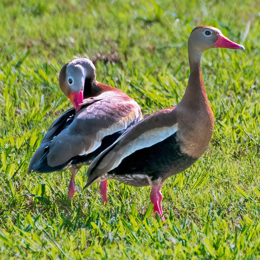 Whistling duck black bellied 6