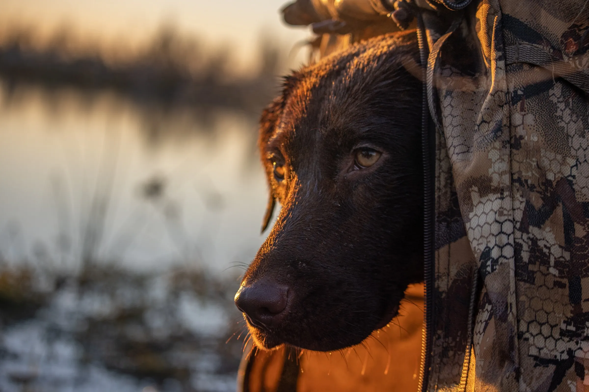 Chocolate Labrador retriever looking out from a camouflaged duck blind at first light