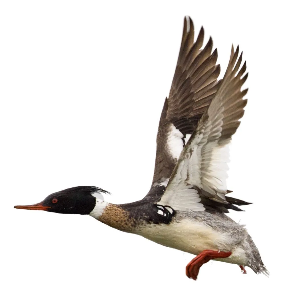 Red breasted merganser drake primary