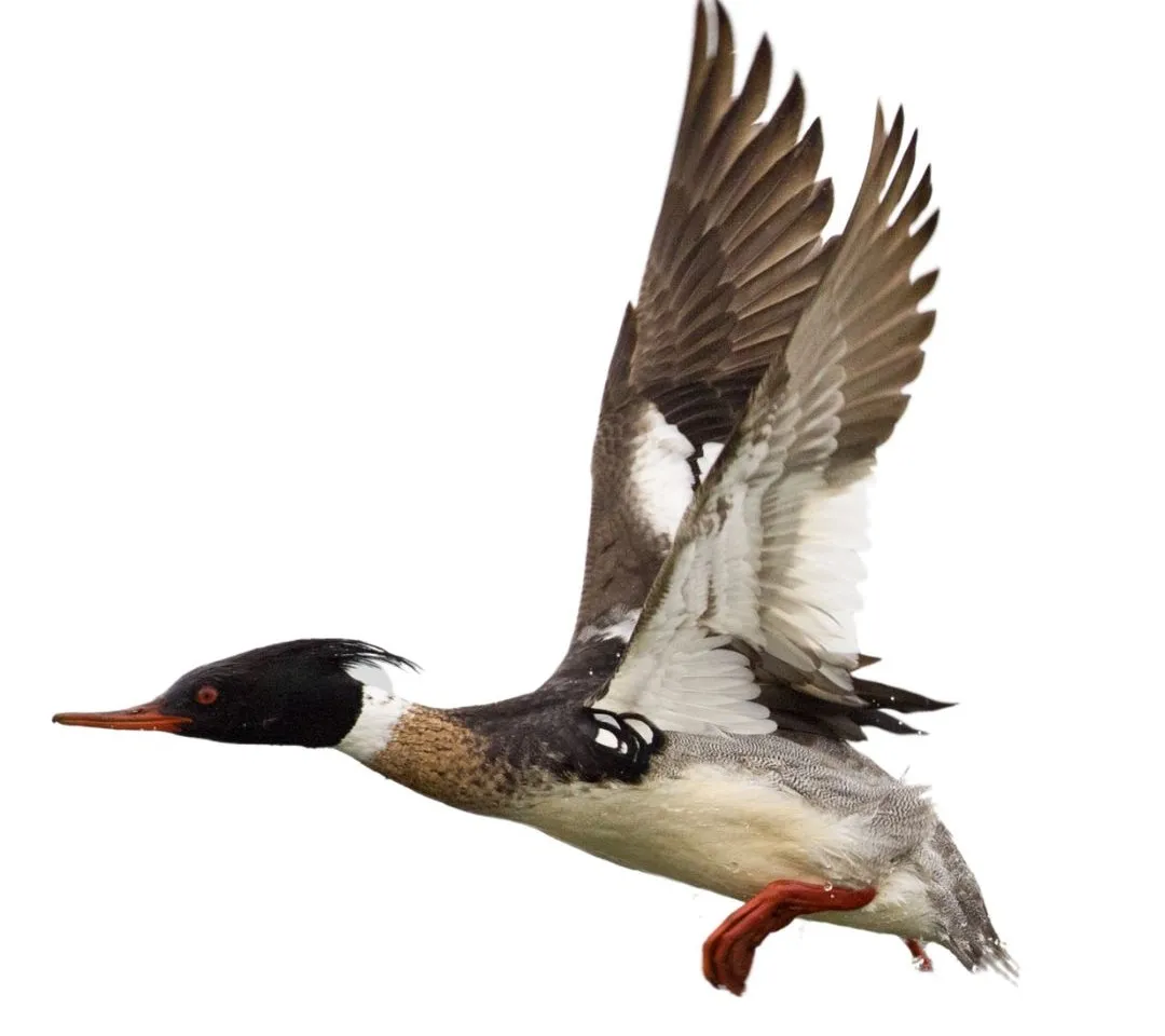 Red breasted merganser drake primary