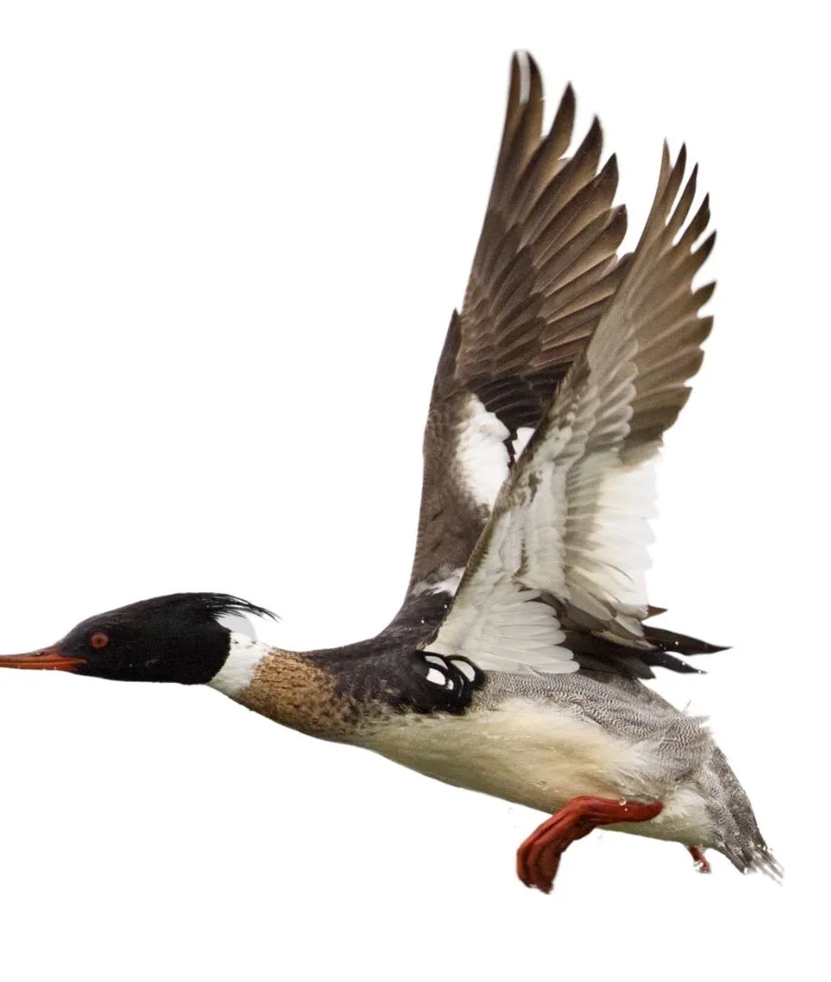 Red breasted merganser drake primary