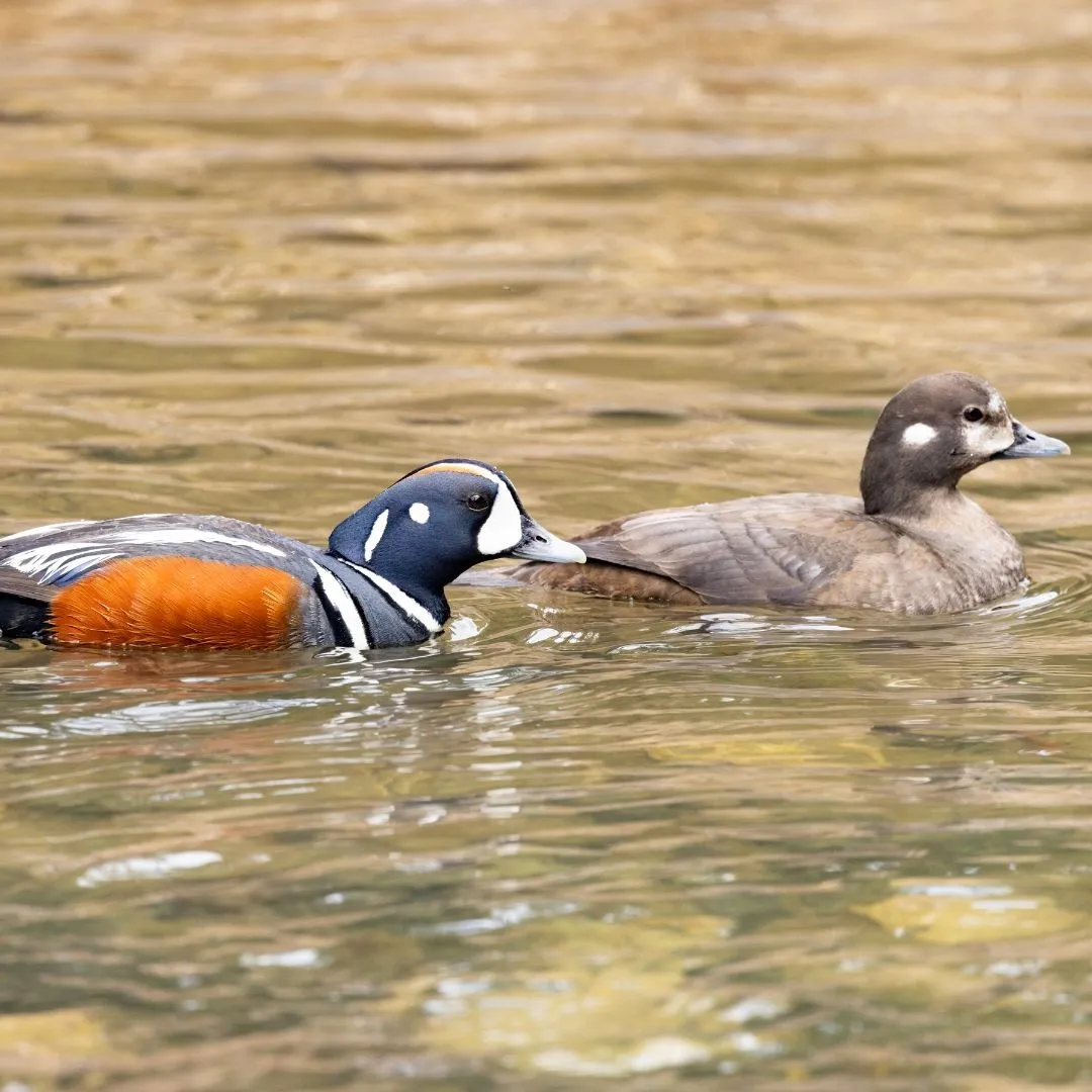 Harlequin pair
