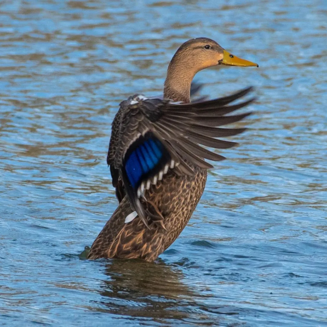Mexican duck drake