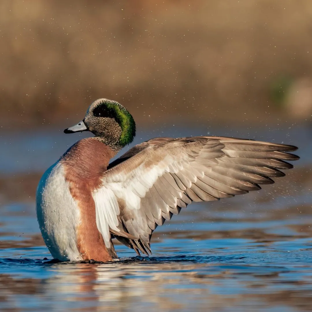 American wigeon drake landing
