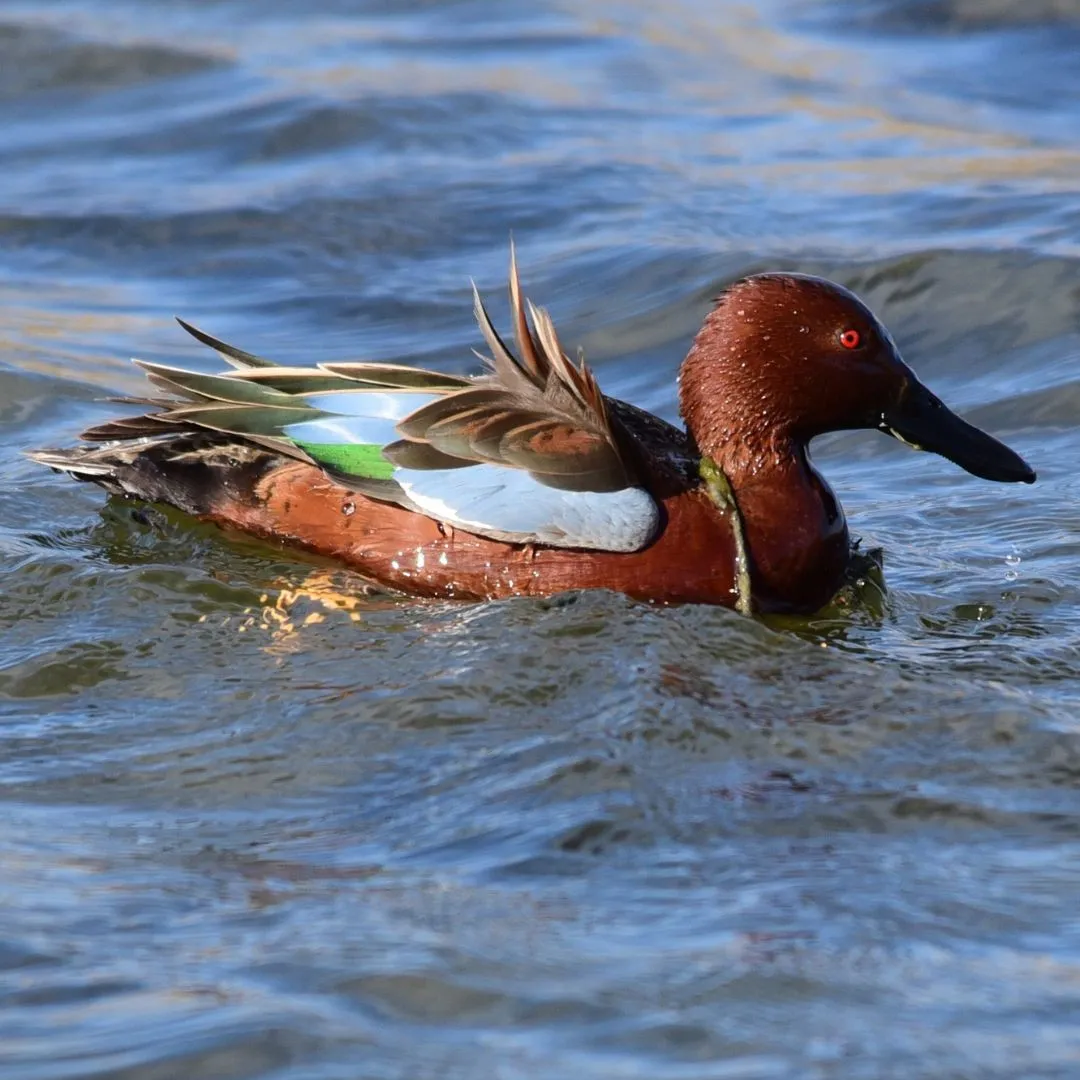 Cinnamon teal drake duck swimming 1