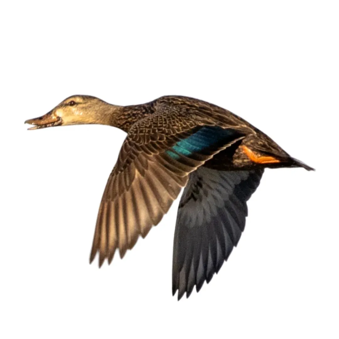 Mottled duck hen primary
