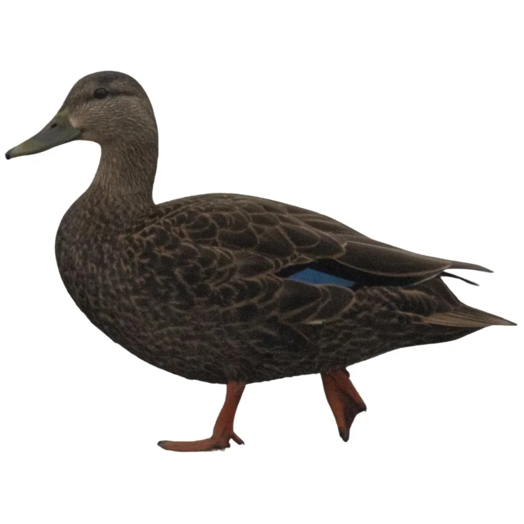 Black duck hen characteristics