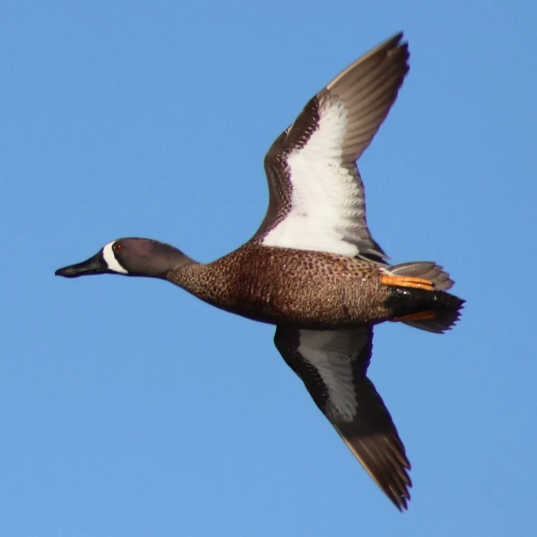 Blue winged teal drake duck flying 2