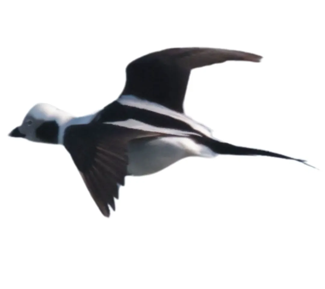 Long tailed duck drake primary
