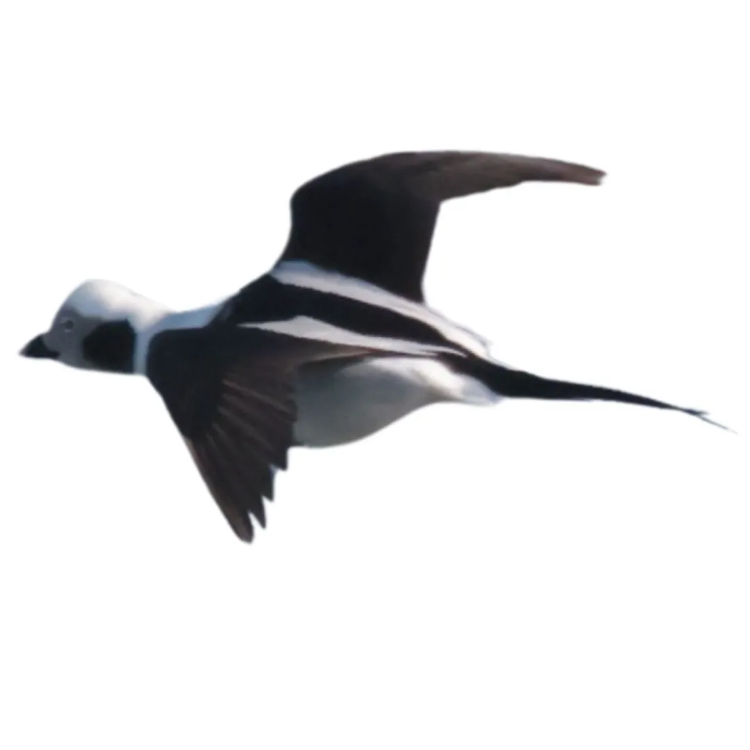 Long tailed duck drake primary