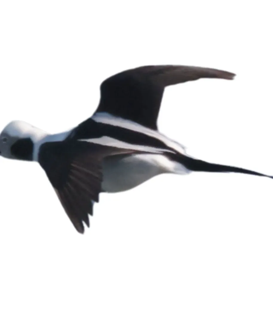 Long tailed duck drake primary