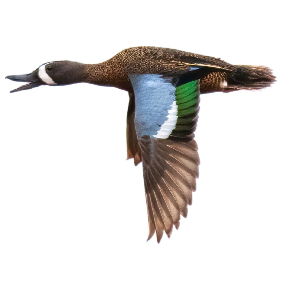 Blue winged teal drake