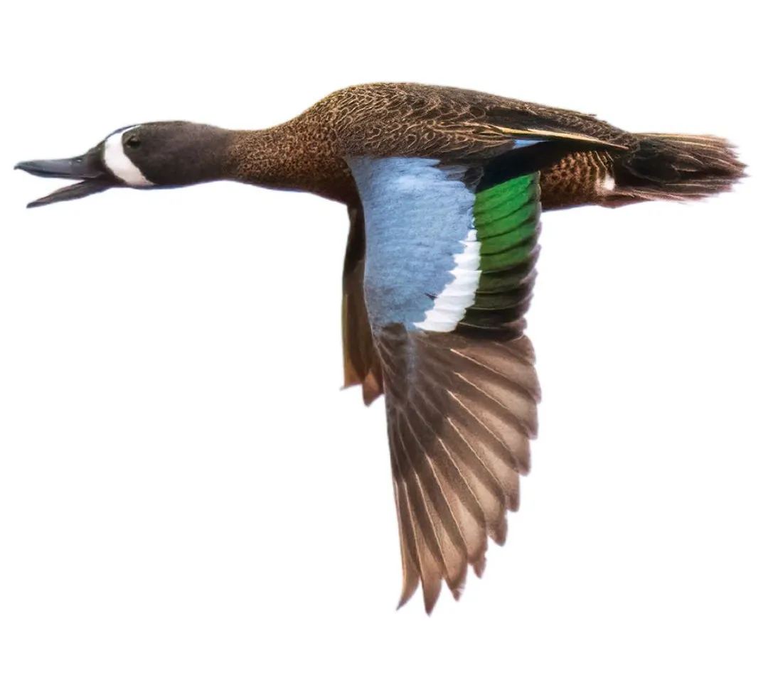 Blue winged teal drake