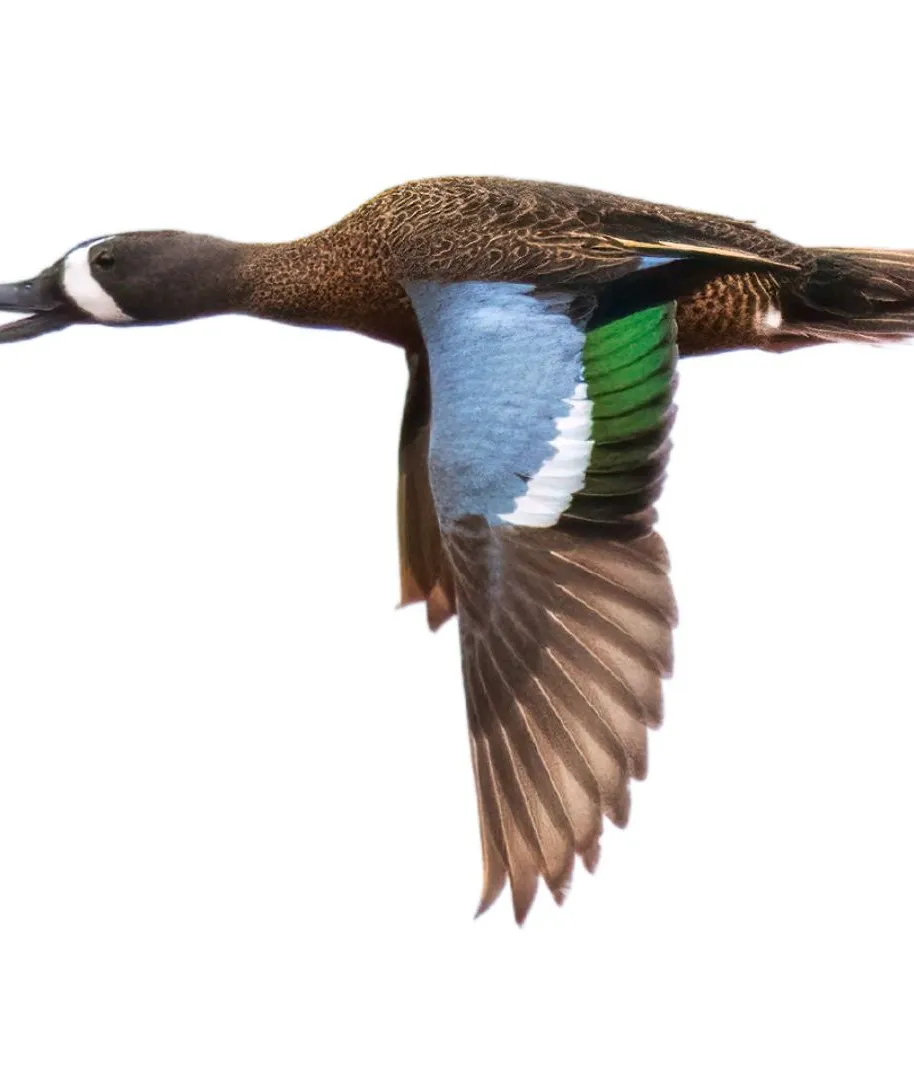 Blue winged teal drake