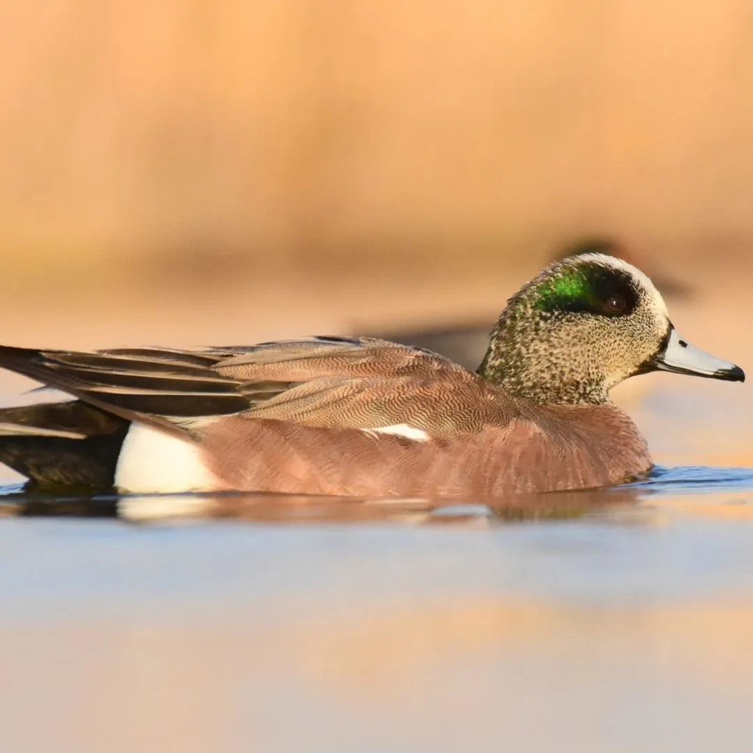 American wigeon drake duck 92