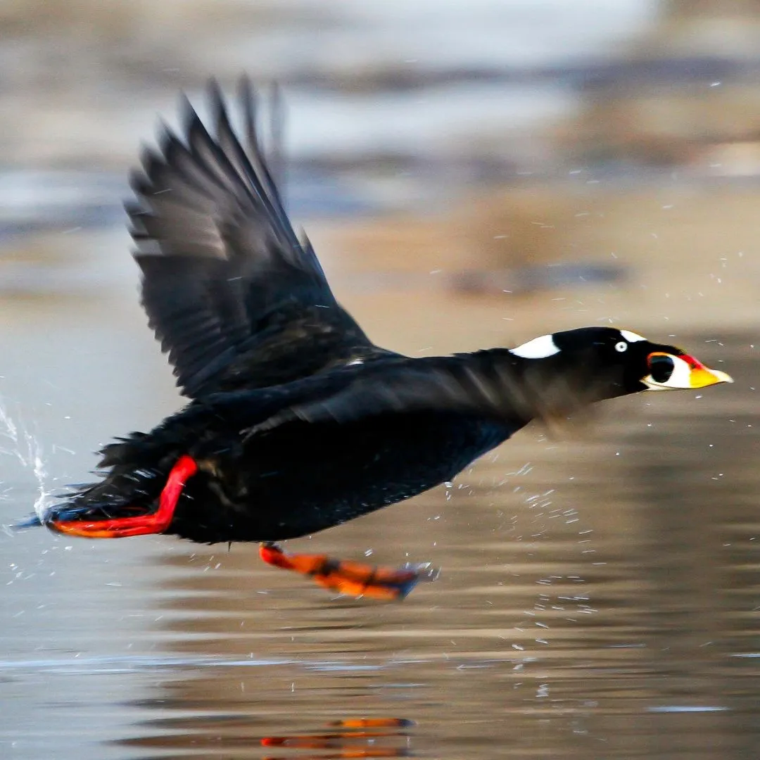 Surf scoter drake